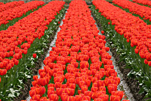 �ܐ�s��{���̐Ԃ��`���[���b�v