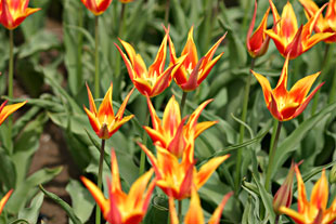 �ܐ�s��{���̒������`���[���b�v