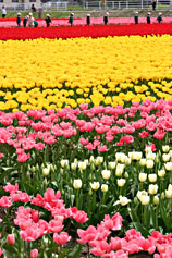 �ܐ�s��{���̃`���[���b�v