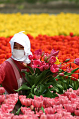 �ܐ򒚔J�Ɉ�Ă�s��{���̃`���[���b�v