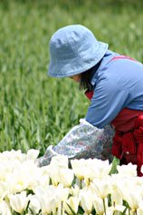 �ܐ�Ԃ�������s��{���̃`���[���b�v