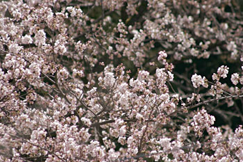 �����I�V���C�̍�