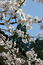 ��������̍�