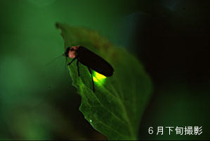 6�����{�̃z�^���̎ʐ^