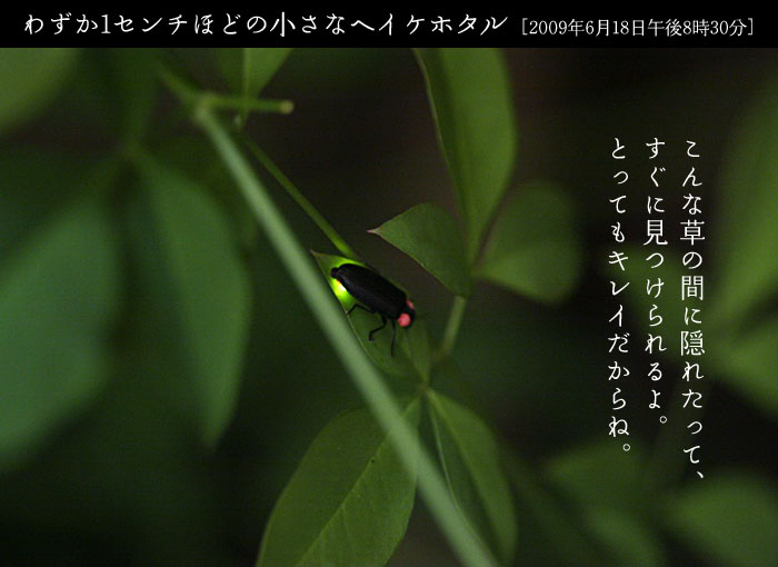 �w�C�P�z�^��