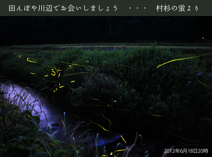 �����̃z�^���ʐ^