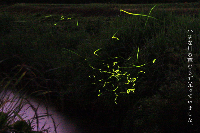 �����ȏ���̑��ނ�ɂ���z�^��