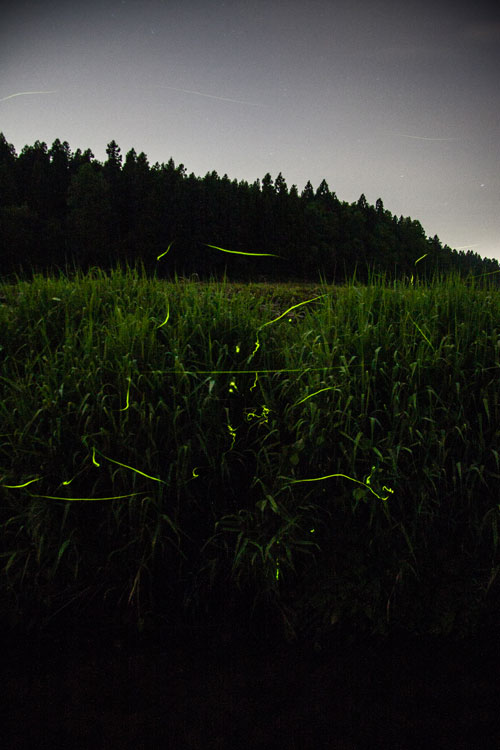 ��8���̃z�^�������ł���l�q