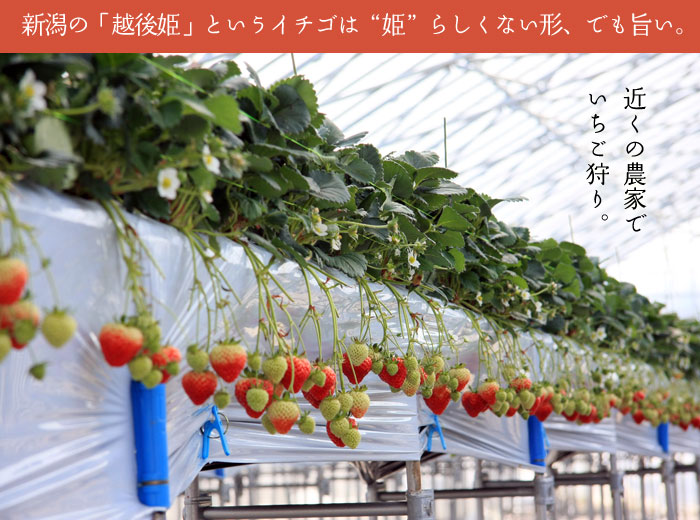 �A�h�o���t�@�[�����΂��@�V���c�@���������