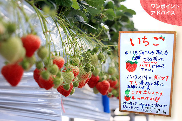 ���������̃A�h�o���t�@�[�����΂� �����|�C���g�A�h�o�C�X