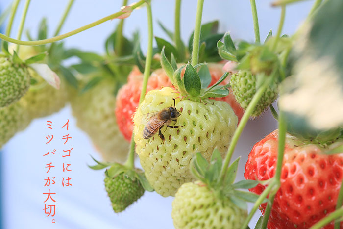 �C�`�S�ɂ̓~�c�o�`�����