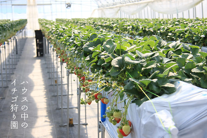 �n�E�X�̒��̃C�`�S��艀