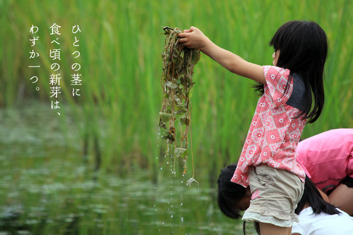 �ЂƂ̉�ɂ́A�H�׍��̐V�肪���