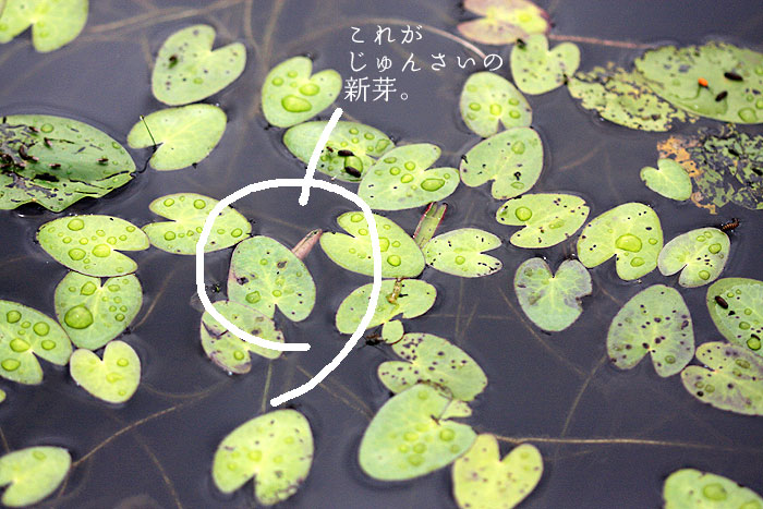 ����񂳂��̐V��͂���قǏ��Ȃ�