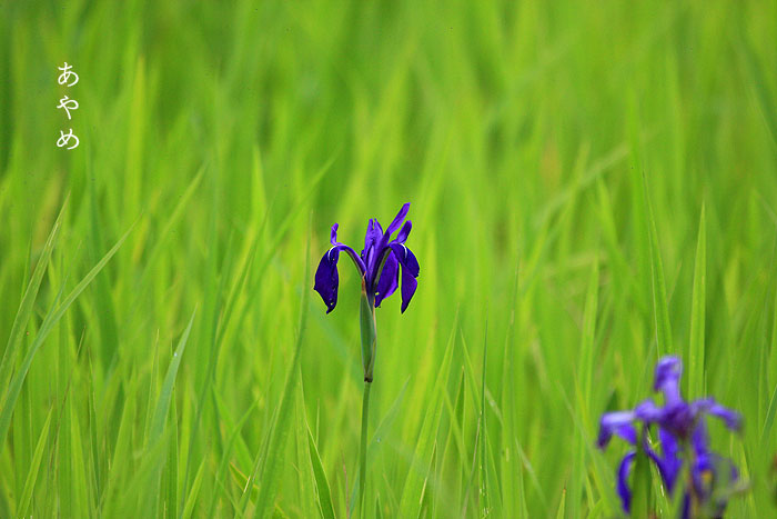 ����񂳂��r�����̂����