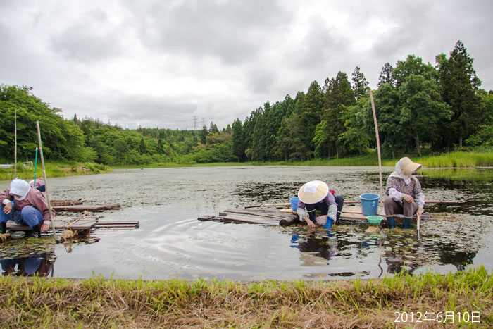 �V���������s�̂���񂳂��r����