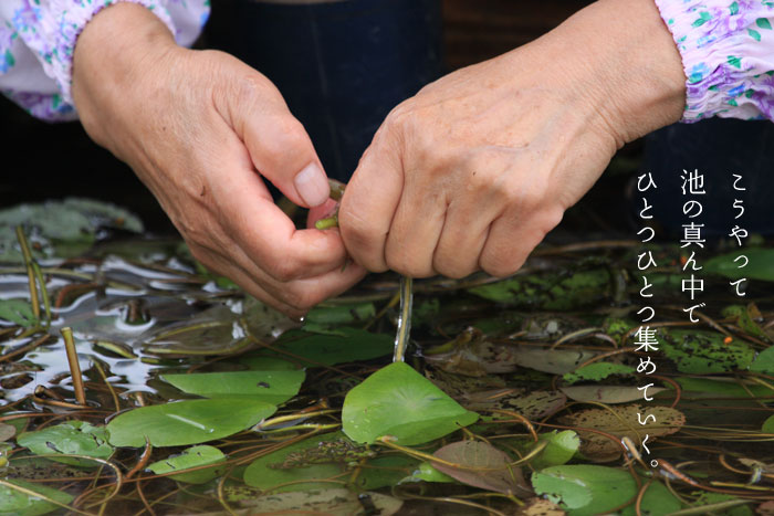 ����񂳂��r�����ň��W�߂Ă���