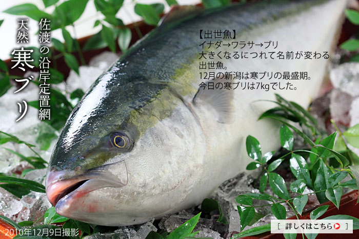 �V�����n�̓V�R���u��