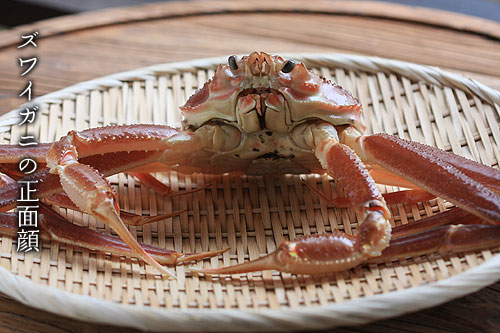 �Y���C�K�j�̐��ʊ�