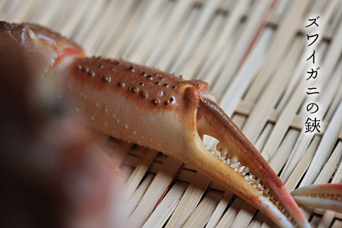 �V���̊I�̃n�T�~