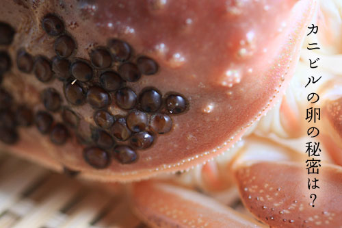 �J�j�r���̗��̃q�~�c��