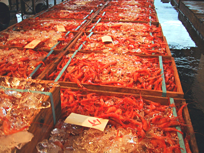 �ؔ��̊ÊC�V