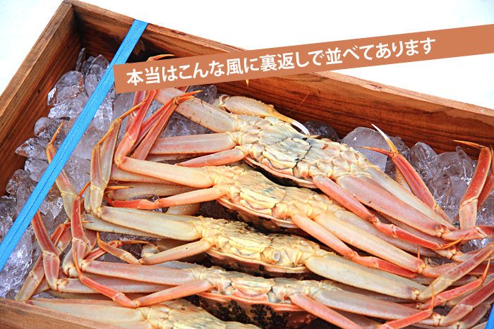 �ؔ��ɓ������V�����n�̃Y���C�K�j