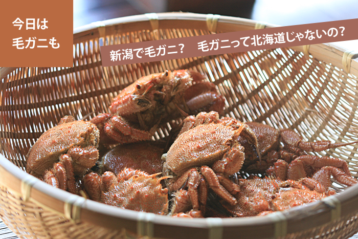 �V���ŖуK�j�H