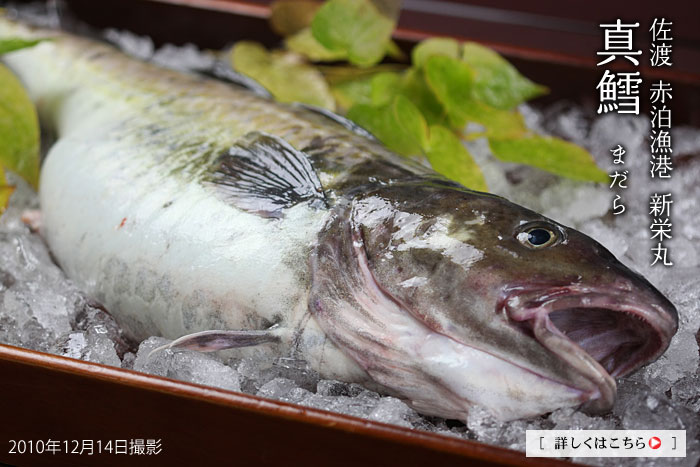 ���n�̐^�L