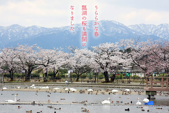 瓢湖の桜も満開になりました