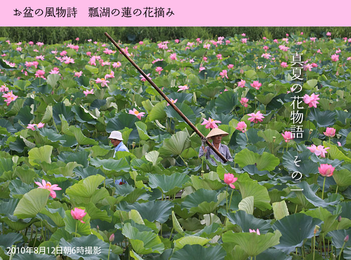 ���~�̕������@�Z�΂̉ԓE��