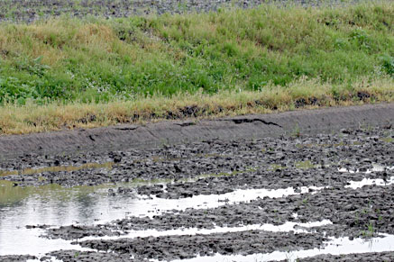 �p���_���̐��c�̓y