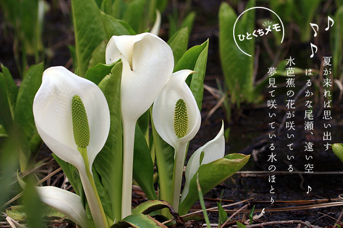 �Ă�����Ύv���o���͂邩�Ȕ����A������