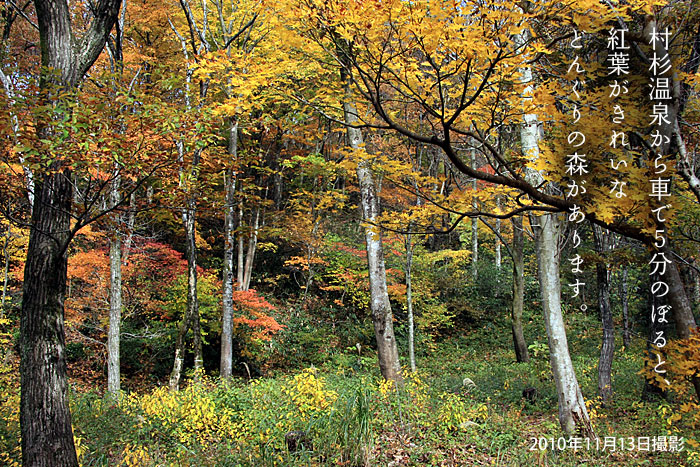 �ܓ��R�[�̂ǂ񂮂�̐X���g�t���}���܂���