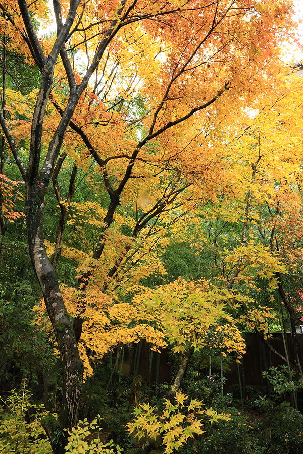 �I�V���C������݂��������鉷�򗷊�