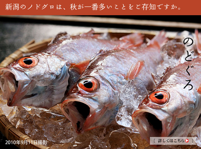 �V���̃m�h�O���͏H���炪�������߂ł�