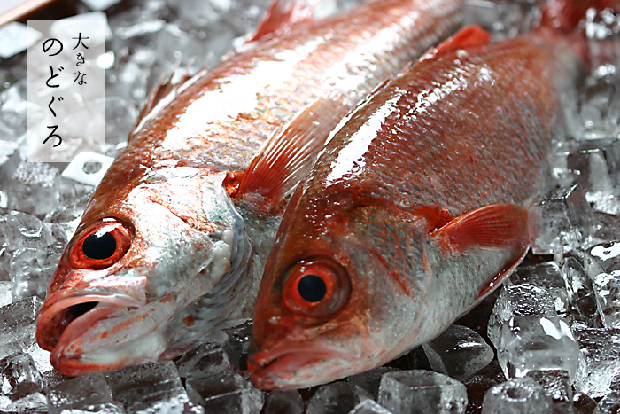 �V�����n�̂ǂ��� �{�͉�