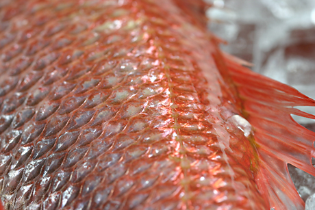 �̂ǂ���̗�