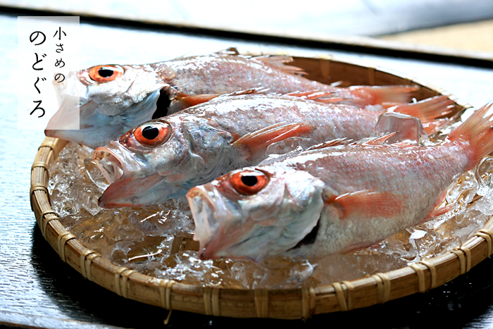 �����߂̂̂ǂ���@�m�h�O���@�A�J���c