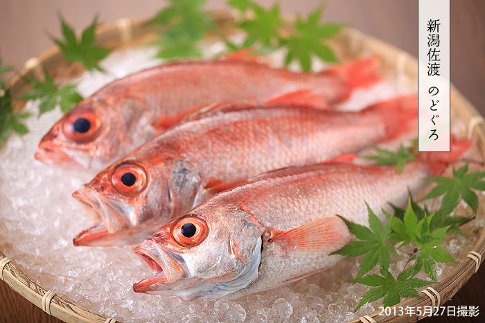 �̂ǂ���@�V�����n�@�m�h�O���@�A�J���c