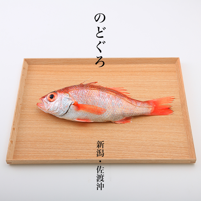 �̂ǂ���@�m�h�O���@�V�����n�@�A�J���c