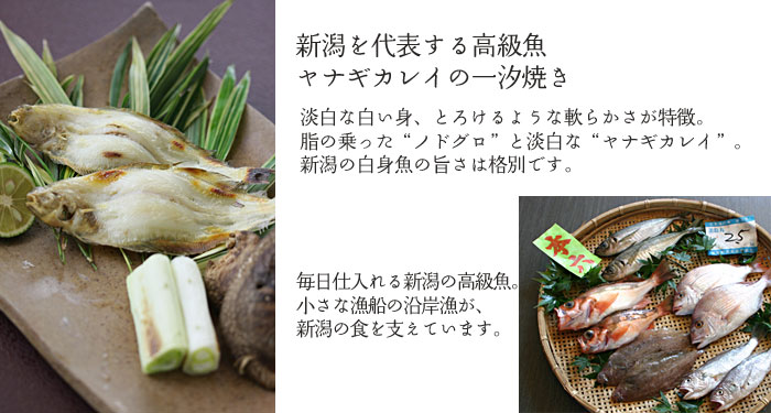 ���i�M�J���C