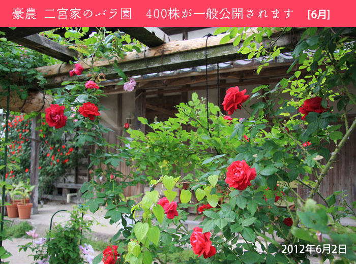 �V�������U�� ��{�ƃo����