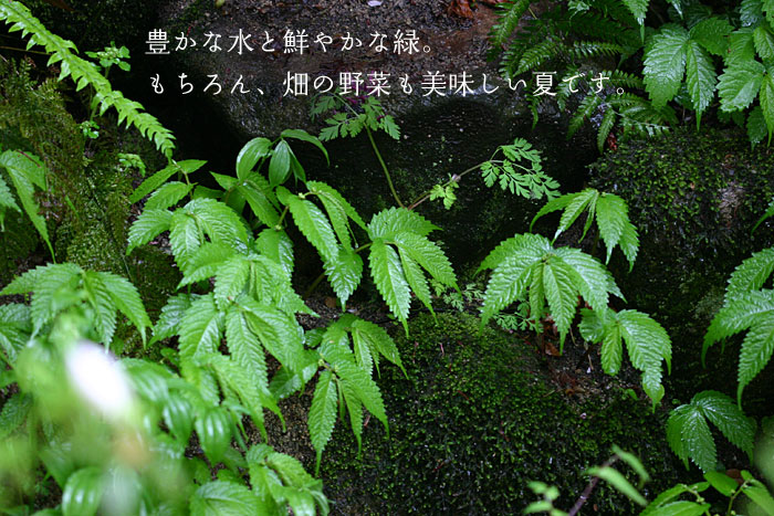 �L���Ȑ��ƑN�₩�ȗ�