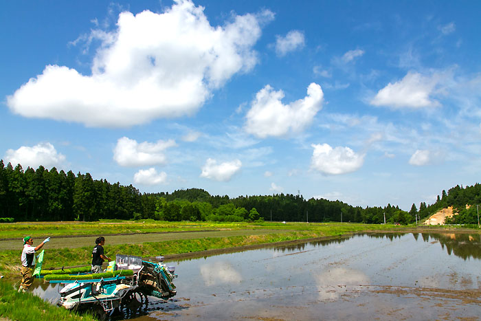 �p���_���̓c�A�����i