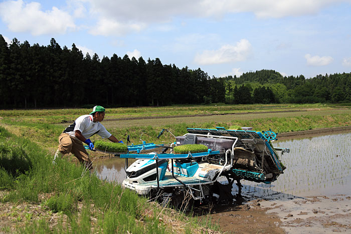 �V���̂�����������