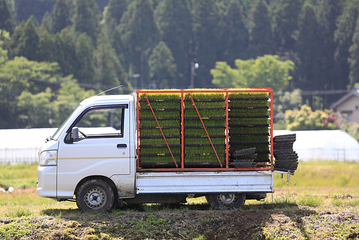 ���������R�V�q�J���̕c