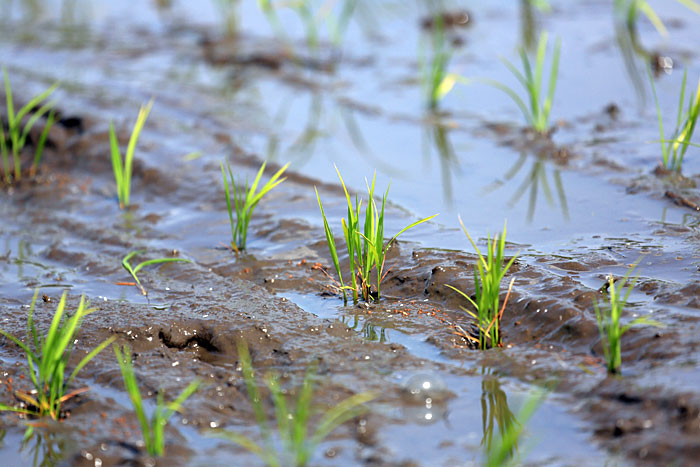 ���_��Ă̓c�A��