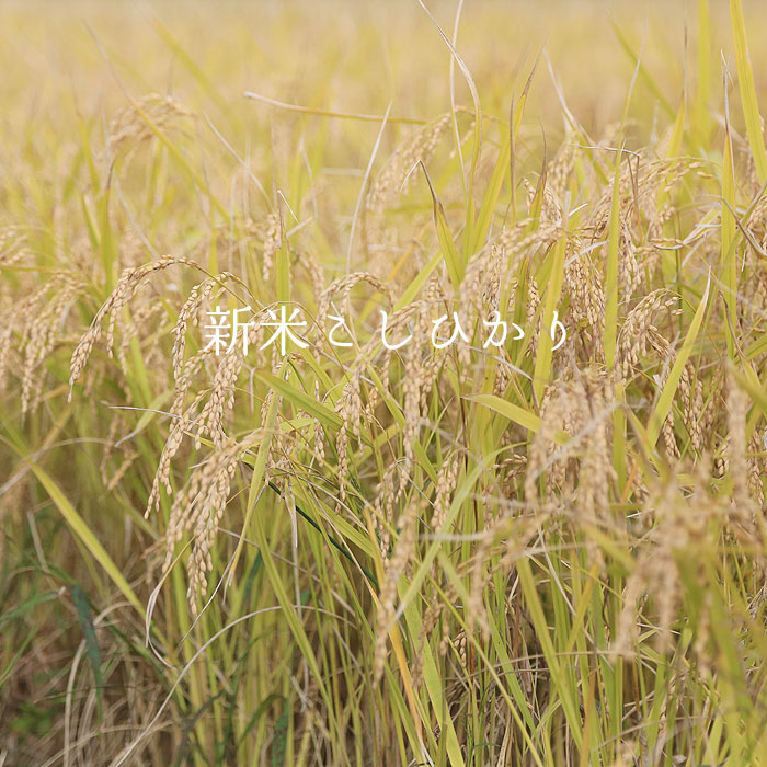 �V�ăR�V�q�J����H�ׂɍs�����I