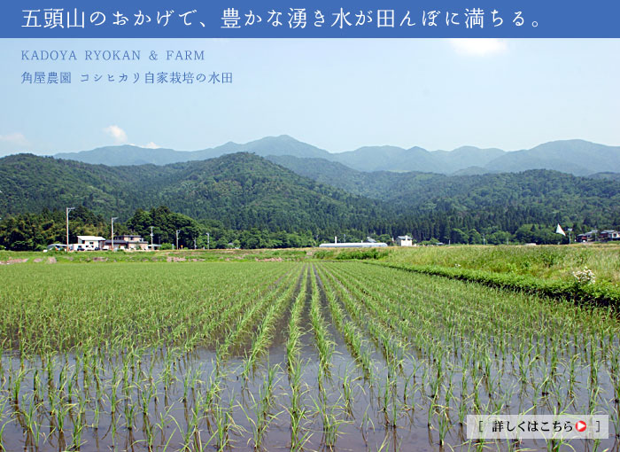 ���ƍ͔|�̃R�V�q�J���ɒ����A�_�̐�